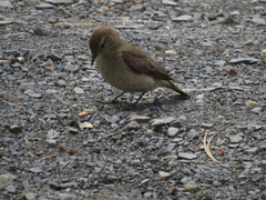 Geositta cunicularia