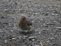 Geositta cunicularia