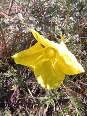 Calylophus