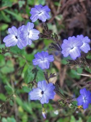 Browallia americana