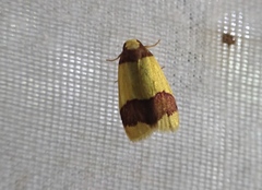 Heterallactis microchrysa