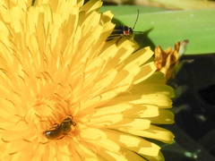 Disonycha pensylvanica