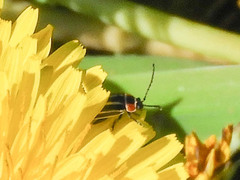 Disonycha pensylvanica