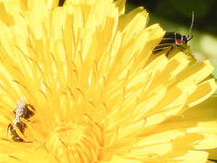 Disonycha pensylvanica