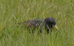 Sturnus vulgaris