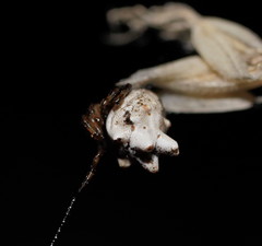 Phoroncidia sextuberculata