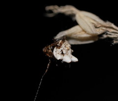 Phoroncidia sextuberculata