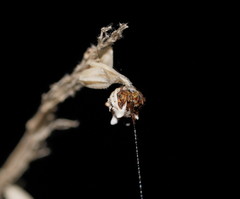 Phoroncidia sextuberculata