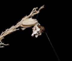 Phoroncidia sextuberculata