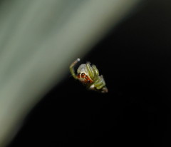 Opisthoncus abnormis