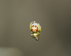 Opisthoncus abnormis