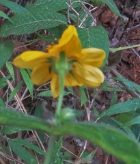 Wamalchitamia williamsii