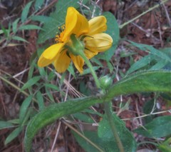 Wamalchitamia williamsii