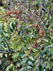 Lorantheae