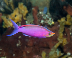 Mirolabrichthys tuka