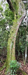 Coccoloba diversifolia