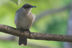 Cinclocerthia gutturalis