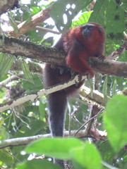 Plecturocebus discolor