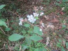 Heterocentron glandulosum