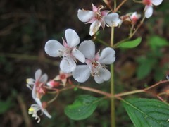 Heterocentron glandulosum