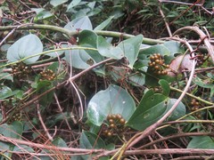 Smilax subpubescens