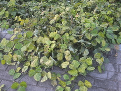 Vigna unguiculata cylindrica