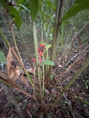 Renealmia aromatica