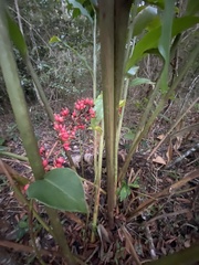 Renealmia aromatica