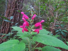 Salvia dorisiana