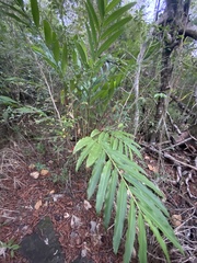 Renealmia aromatica