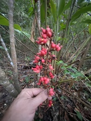 Renealmia aromatica