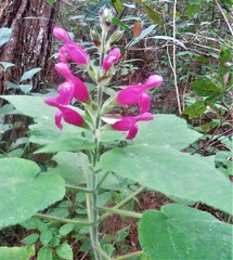 Salvia dorisiana