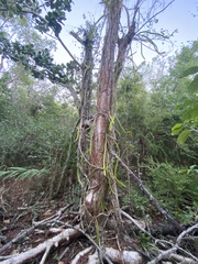 Selenicereus triangularis