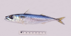 Scomber australasicus