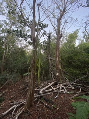 Selenicereus triangularis