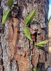 Dendroctonus terebrans
