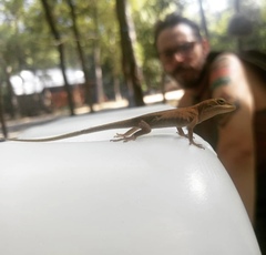 Anolis carolinensis