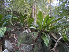Anthurium crenatum