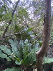 Anthurium crenatum