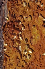 Dendroctonus terebrans
