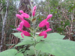 Salvia dorisiana