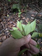 Calyptranthes pallens