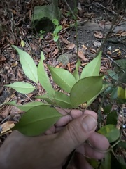 Calyptranthes pallens