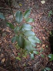 Calyptranthes pallens