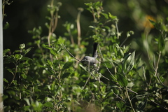 Polioptila californica