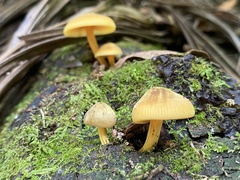 Heimiomyces velutipes