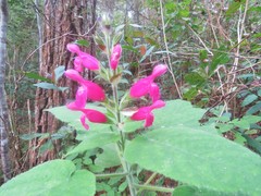 Salvia dorisiana
