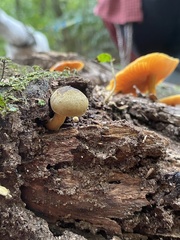 Heimiomyces velutipes