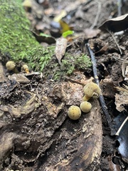 Heimiomyces velutipes