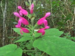 Salvia dorisiana